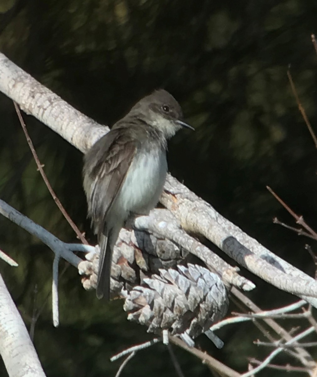 Eastern Phoebe - ML143982291