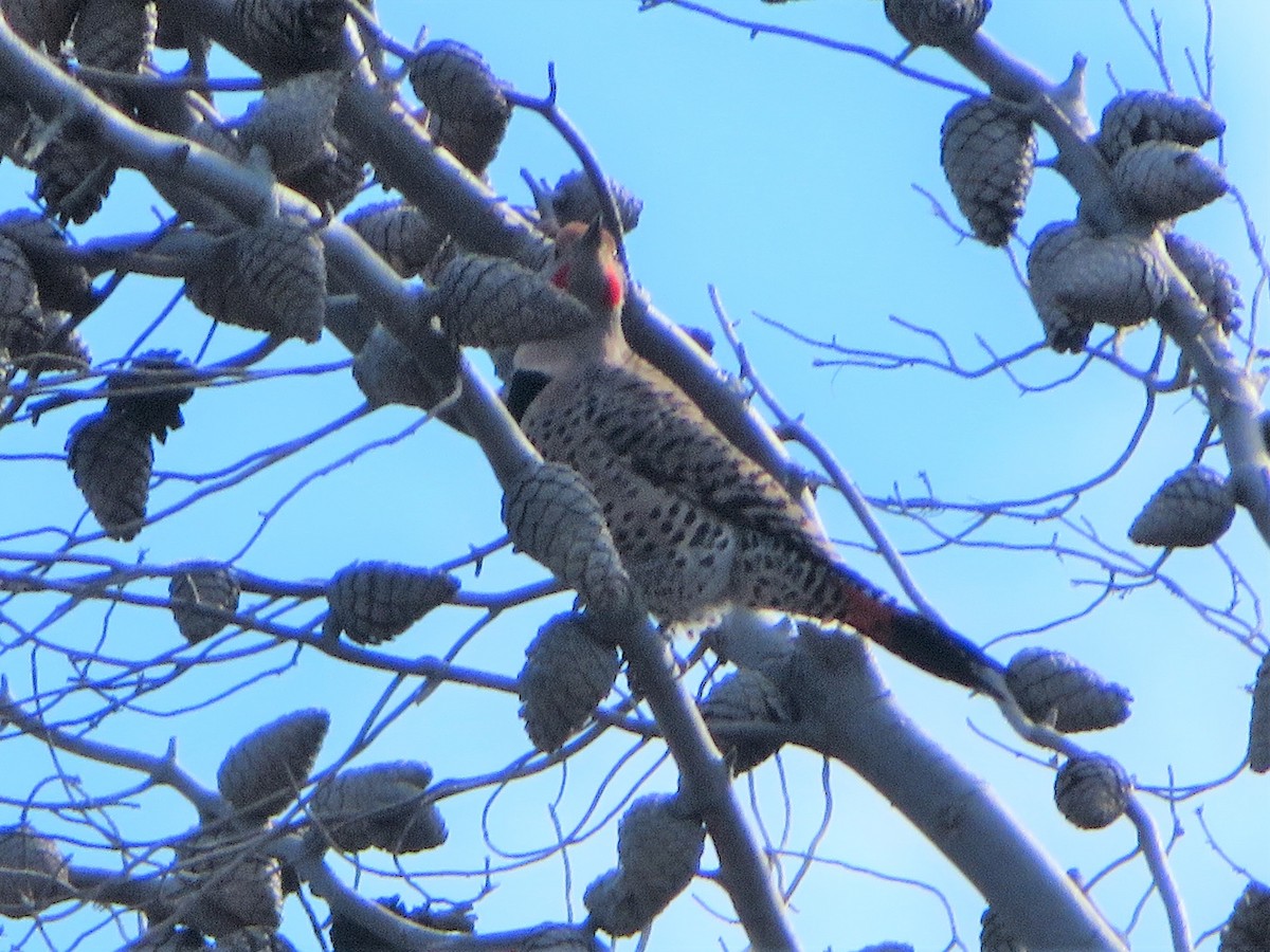 Northern Flicker - ML143982421