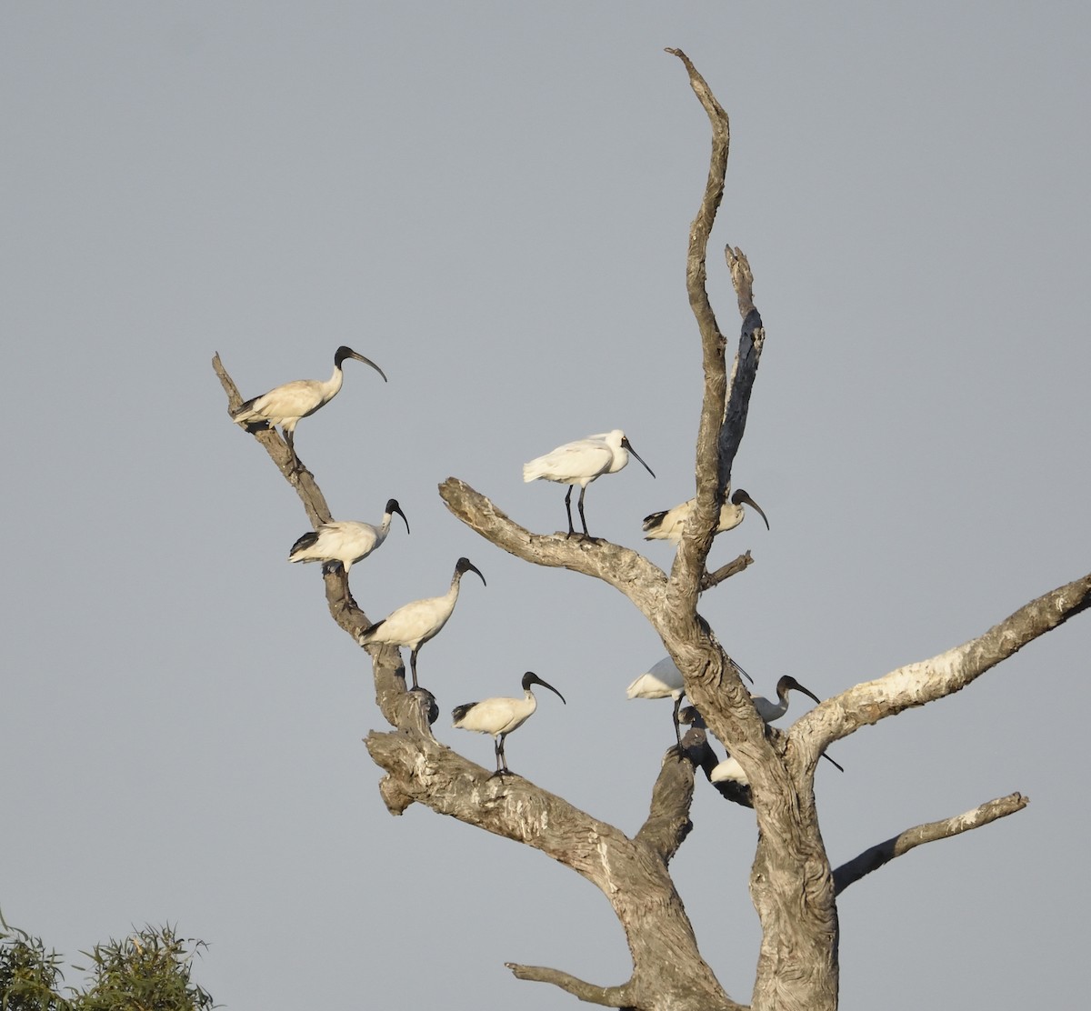 Australian Ibis - Ken Crawley