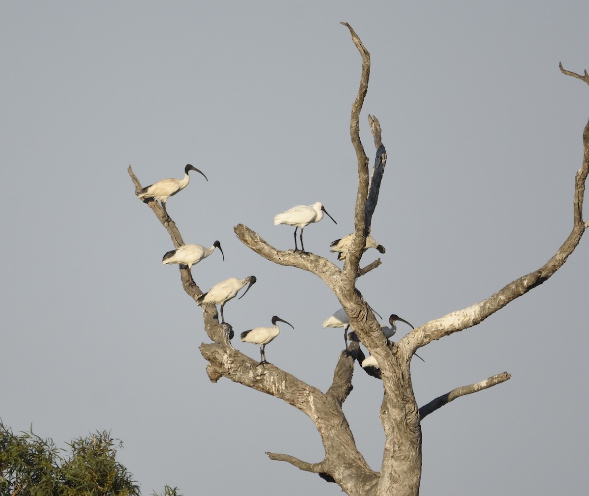 Australian Ibis - Ken Crawley