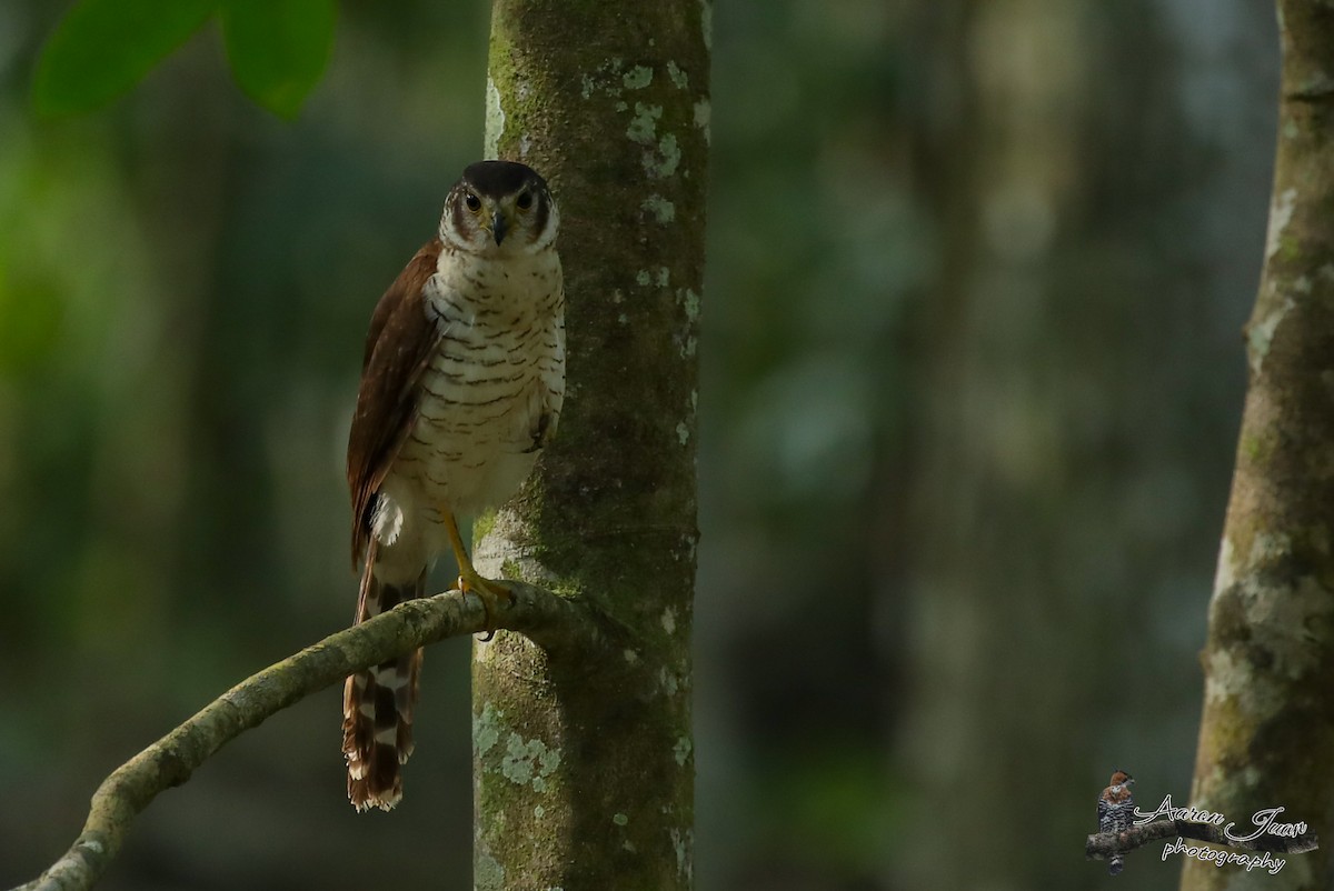 Barred Forest-Falcon - Aaron Juan