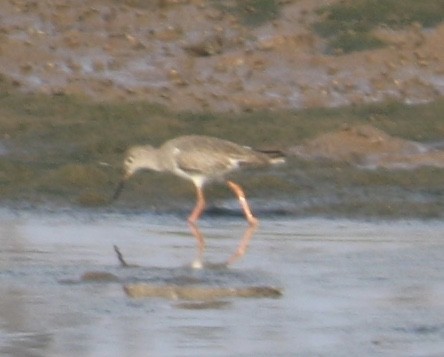 Common Redshank - ML143986231