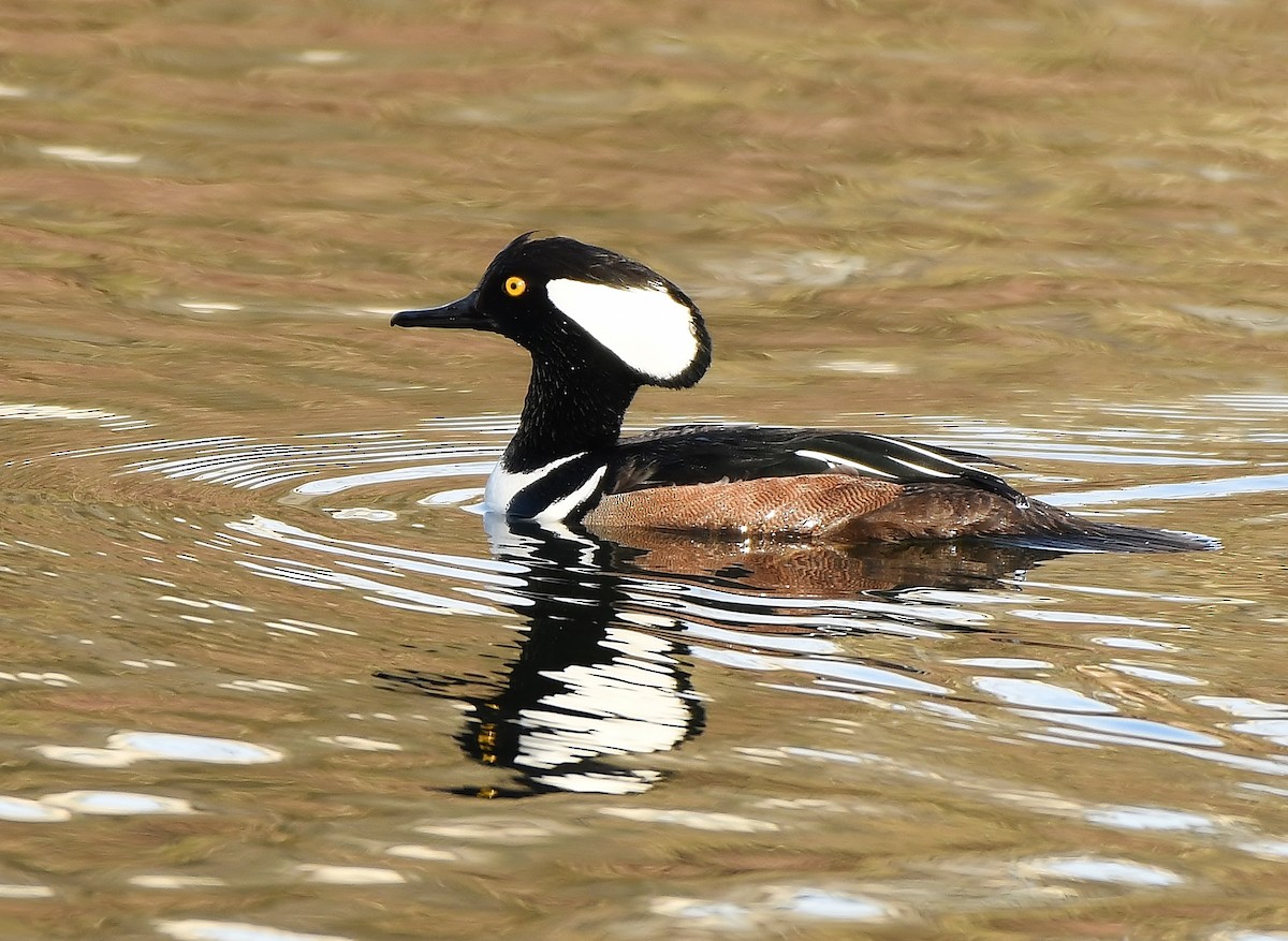 Hooded Merganser - Rachel Hudson