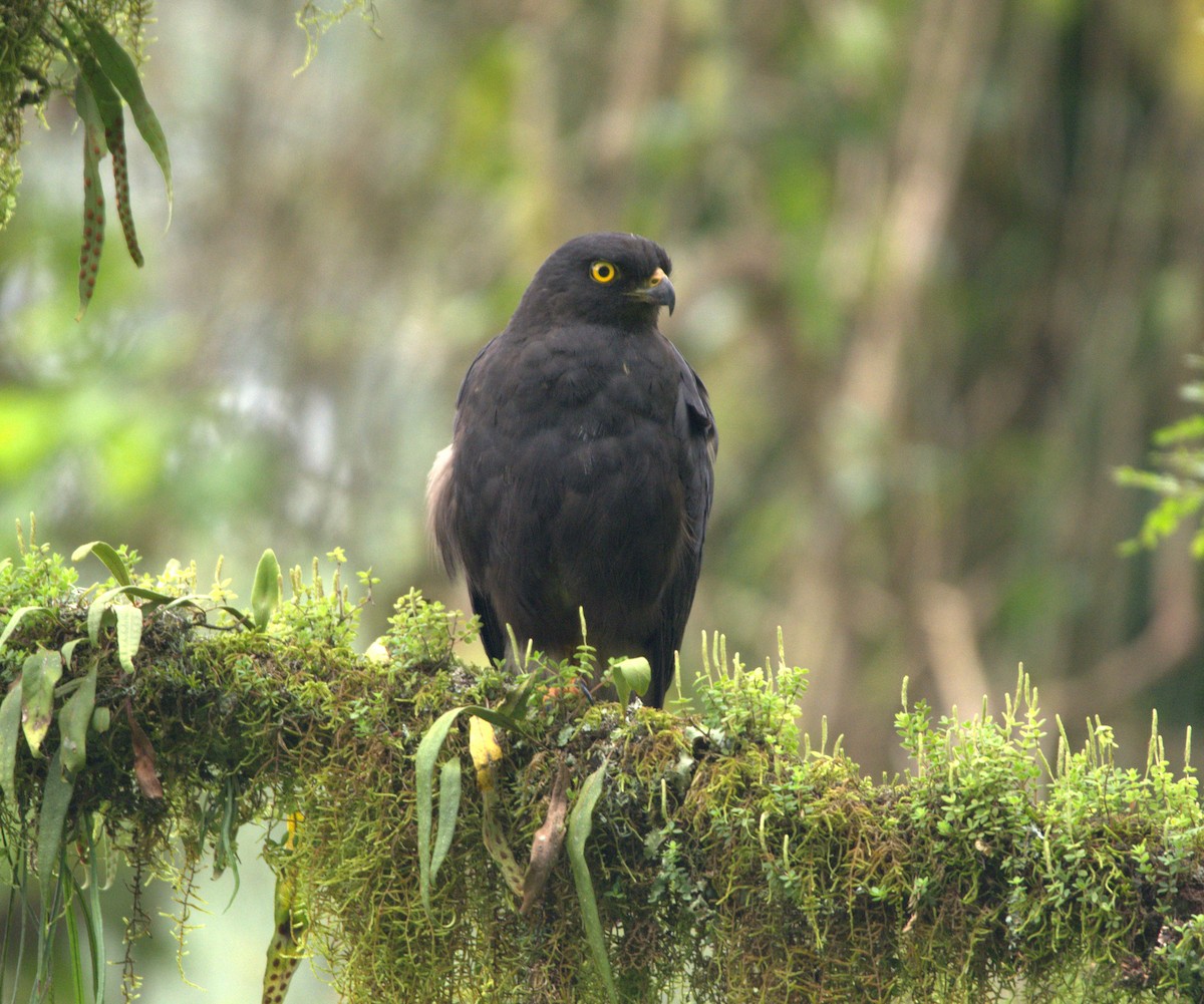 Weißbürzelbussard - ML143987001