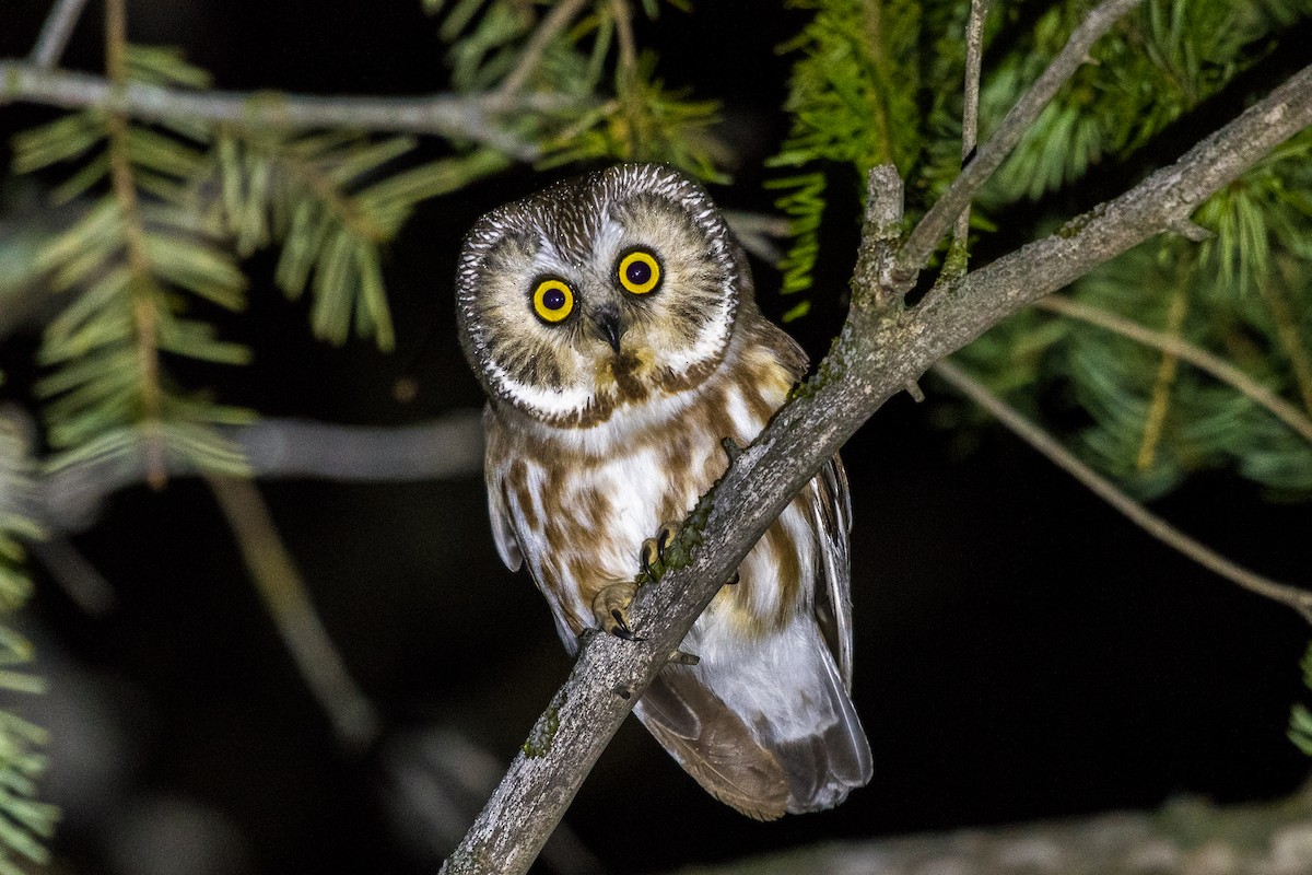 Northern Saw-whet Owl - ML143987731