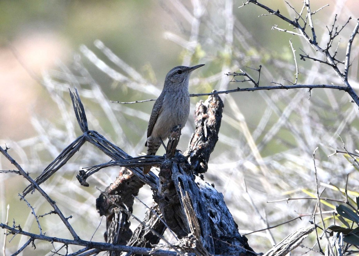 Rock Wren - ML143989231
