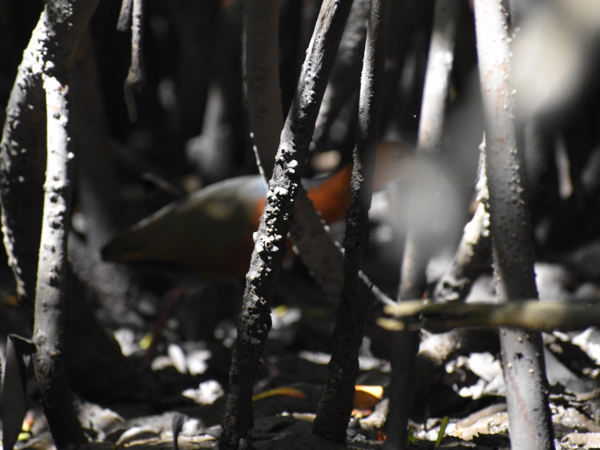 Rufous-necked Wood-Rail - ML143989941