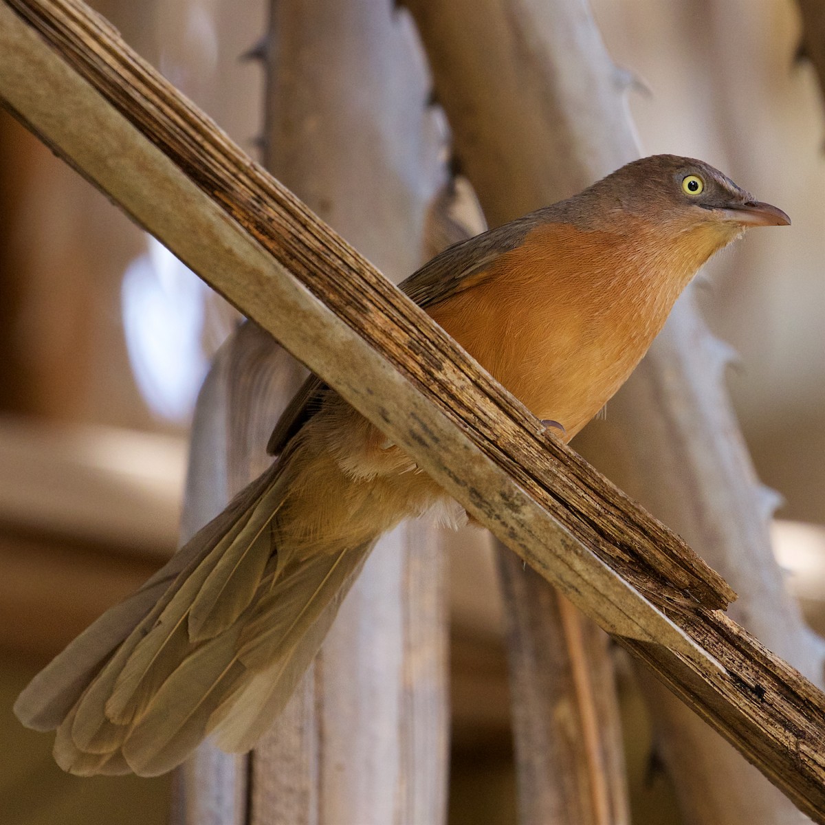 Rufous Chatterer - ML143990521