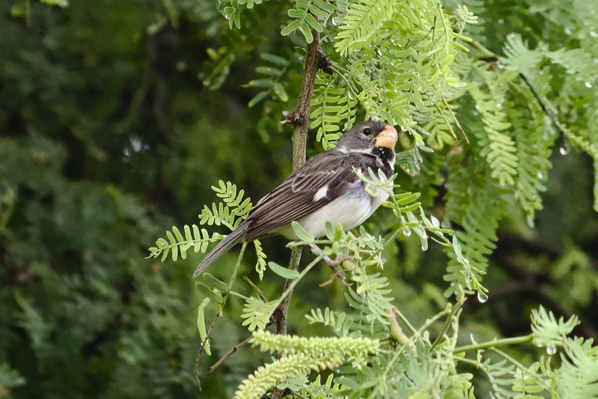 Parrot-billed Seedeater - Cesar Ponce
