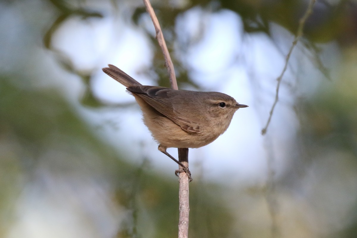 Plain Leaf Warbler - Fouad Itani