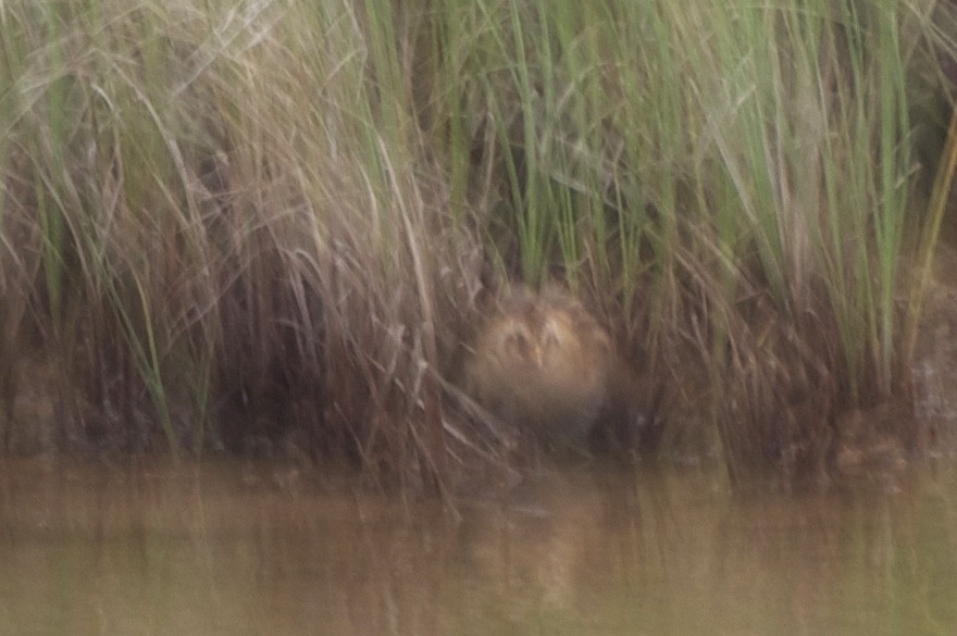 Yellow Rail - ML143991371