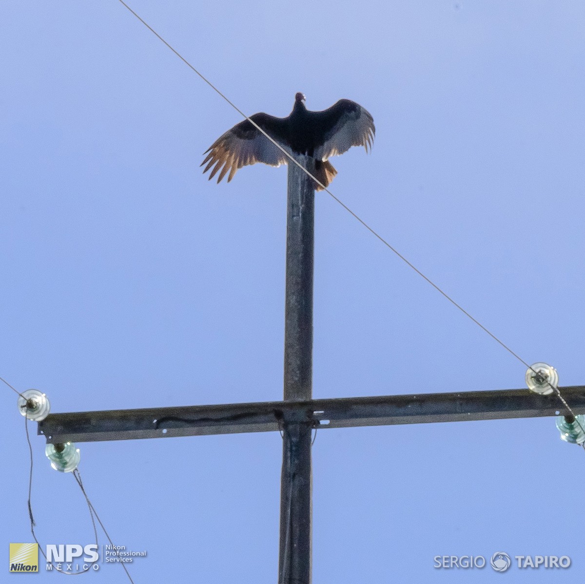 Black Vulture - ML143992341