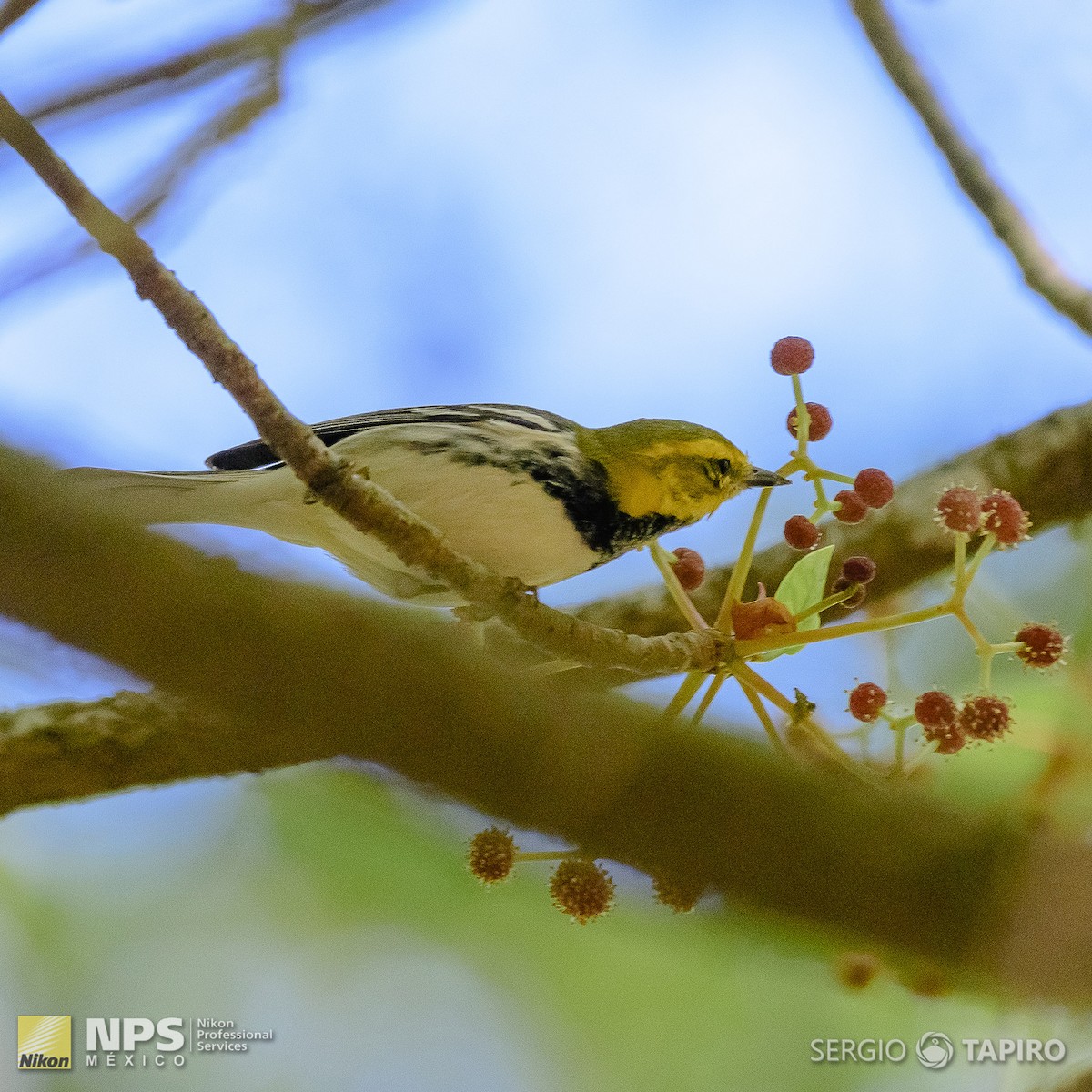 Black-throated Green Warbler - ML143992621