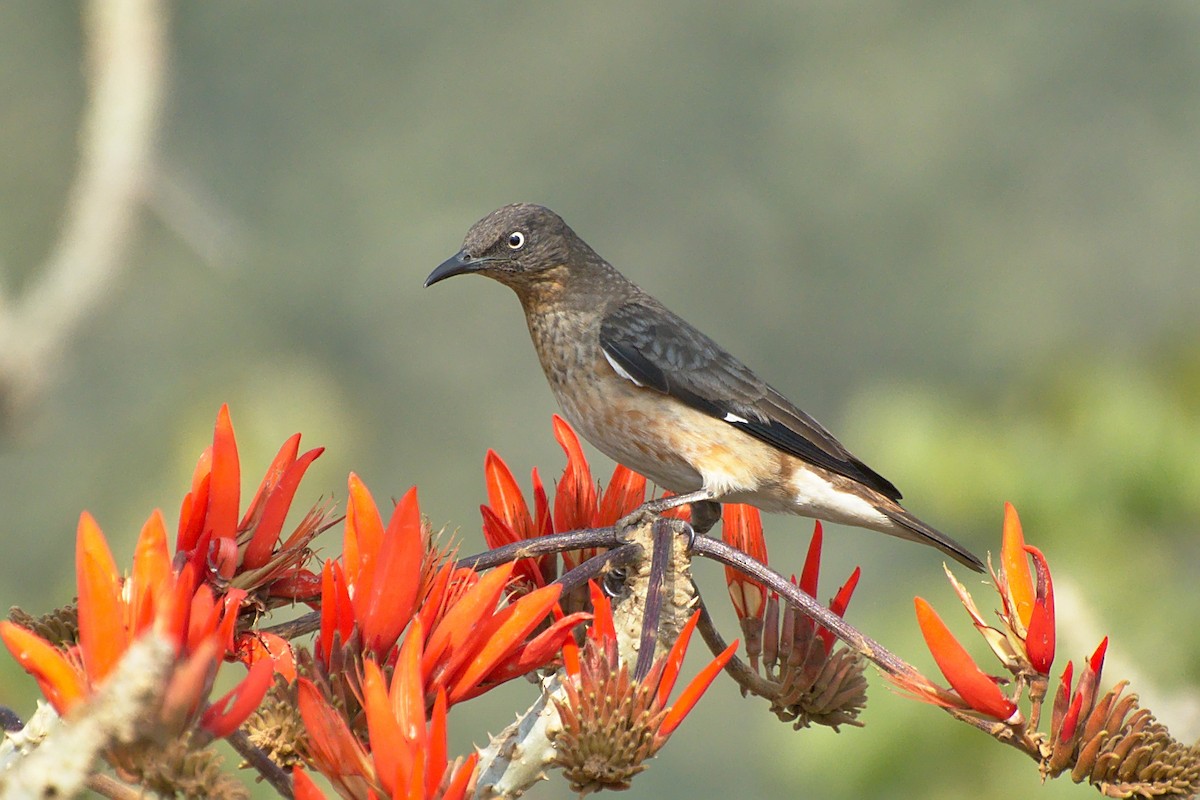 Spot-winged Starling - ML143992981