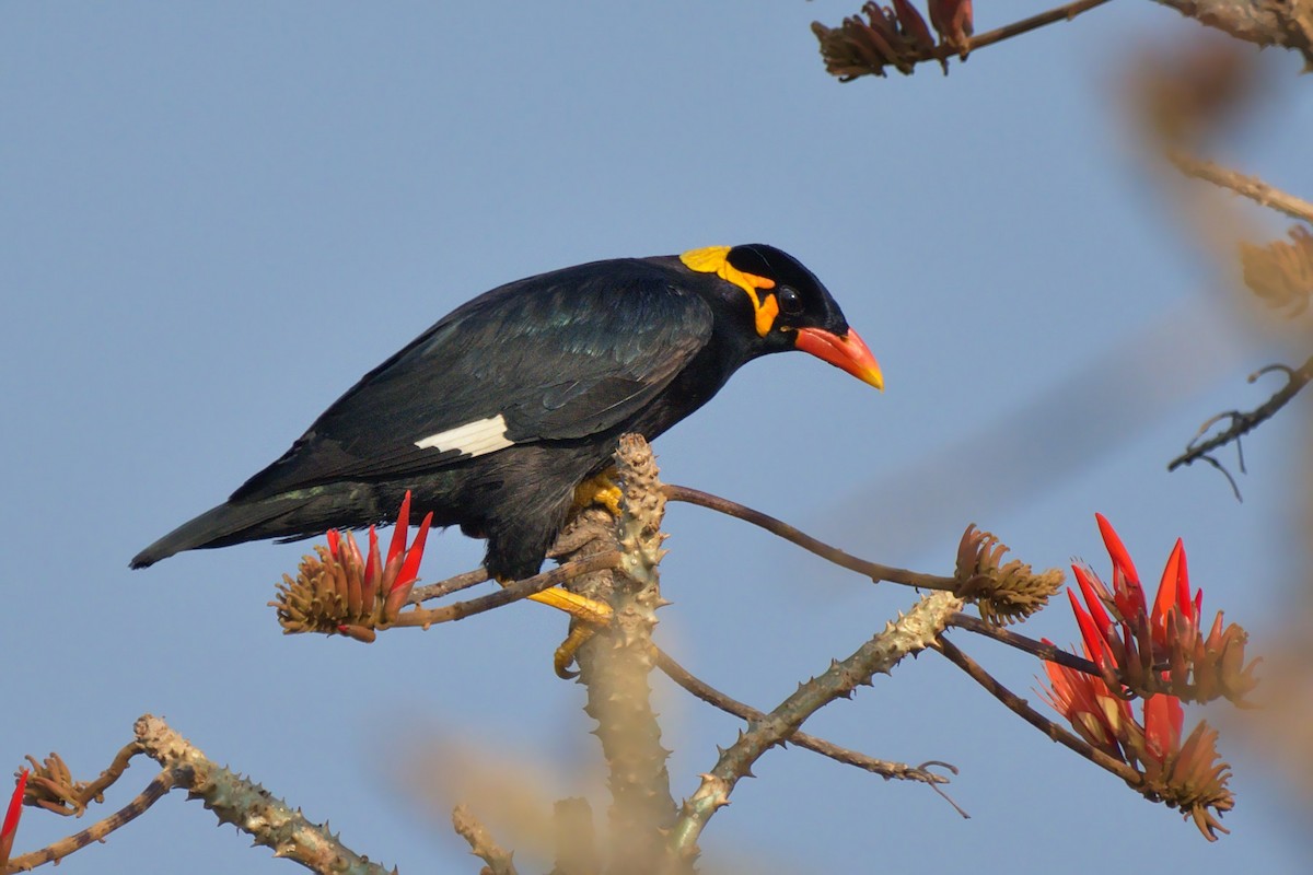 Common Hill Myna - Abdul Shah