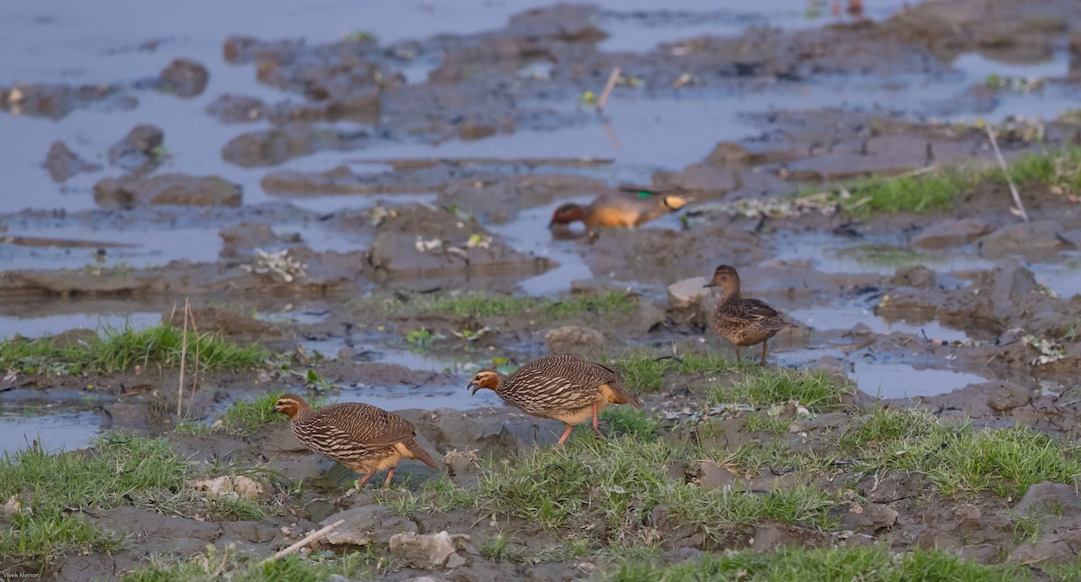 Swamp Francolin - Vivek Menon
