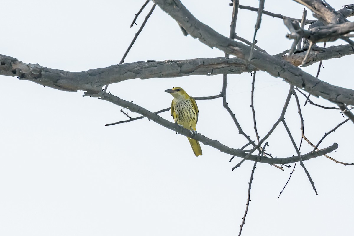 Indian Golden Oriole - ML143995711