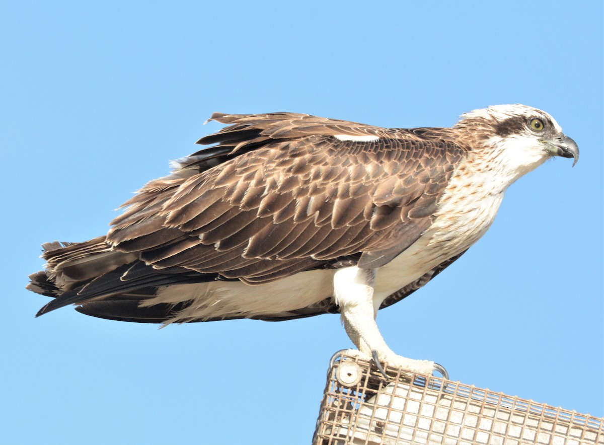 Águila Pescadora (Australia) - ML143996521