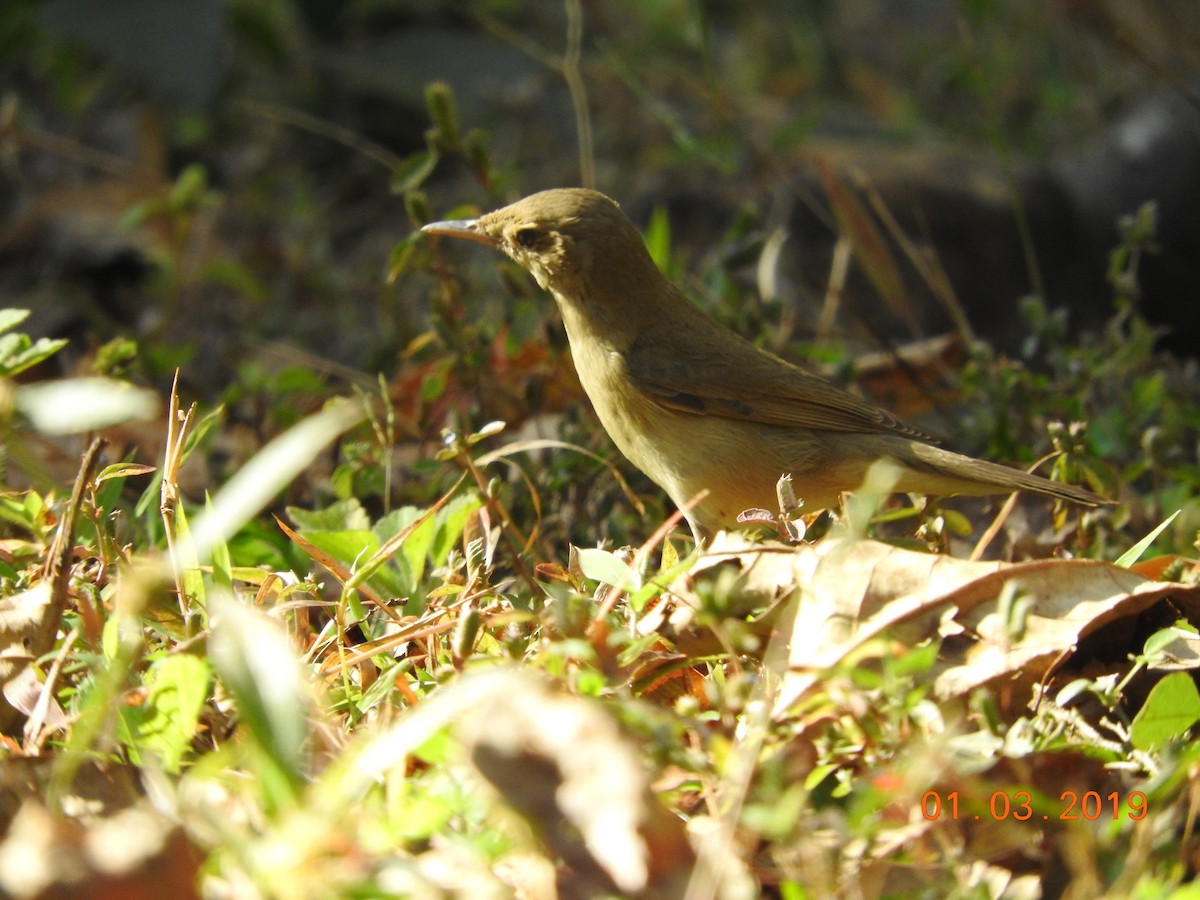 Green Warbler - Jay Govind