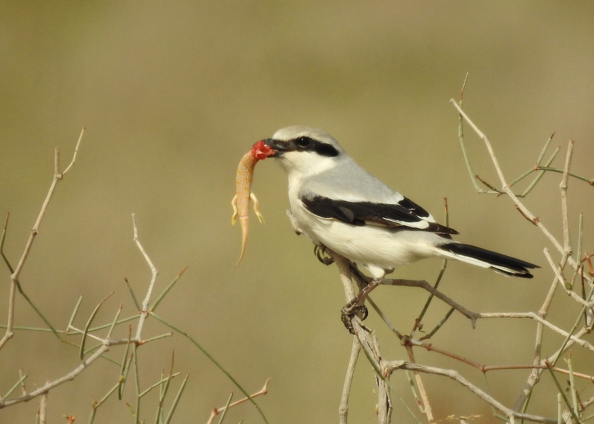 Great Gray Shrike (Steppe) - ML143998951