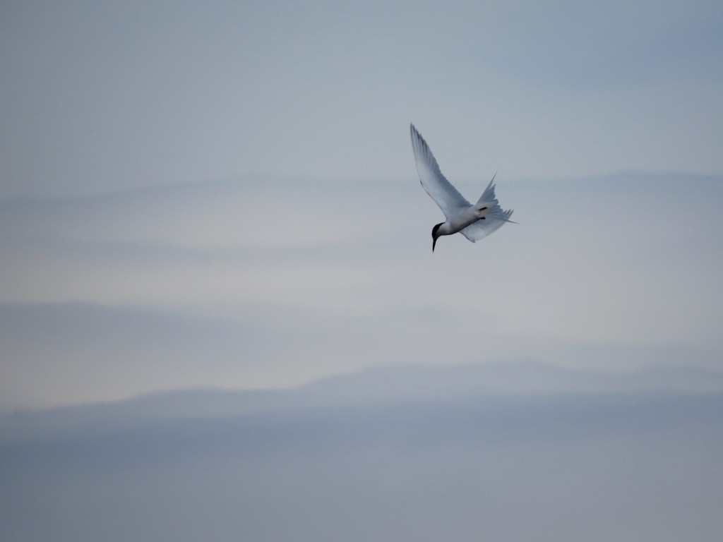 Sandwich Tern - ML143999541