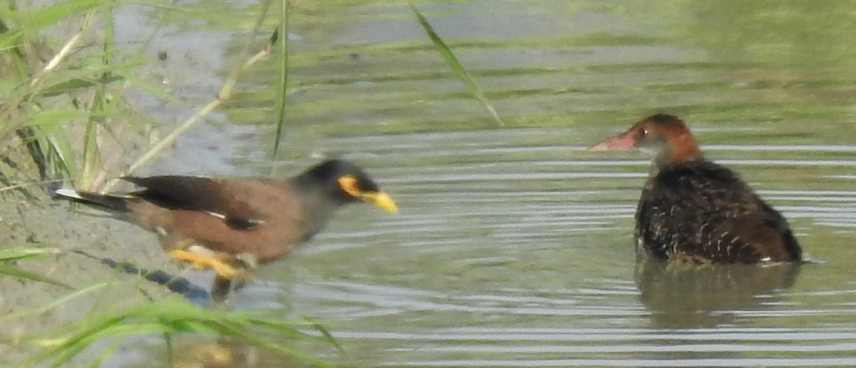 Slaty-breasted Rail - ML144000061