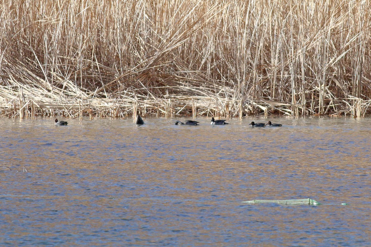 Northern Pintail - 白尾 海雕