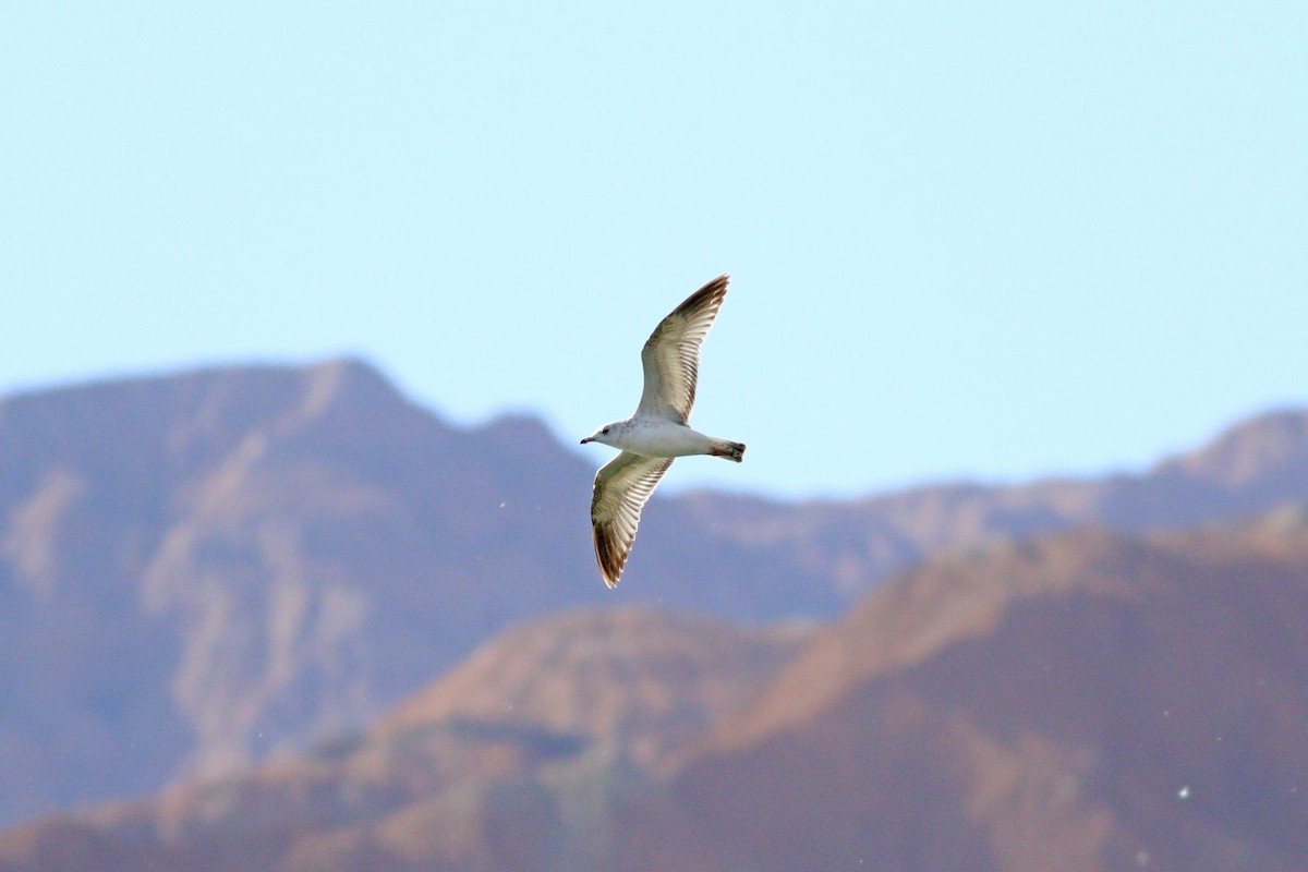 Common Gull - ML144002171