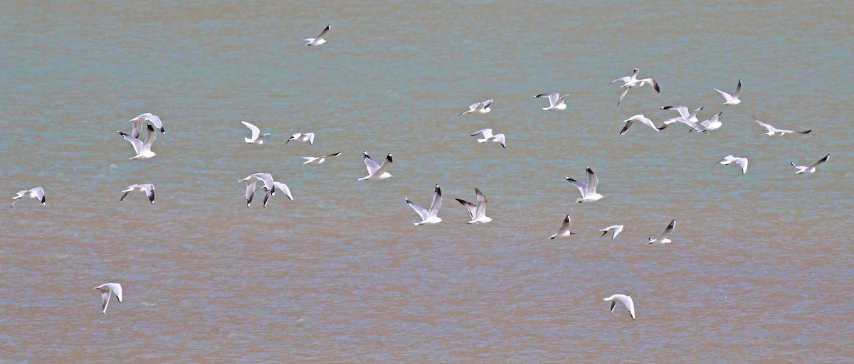 Common Gull - ML144002181