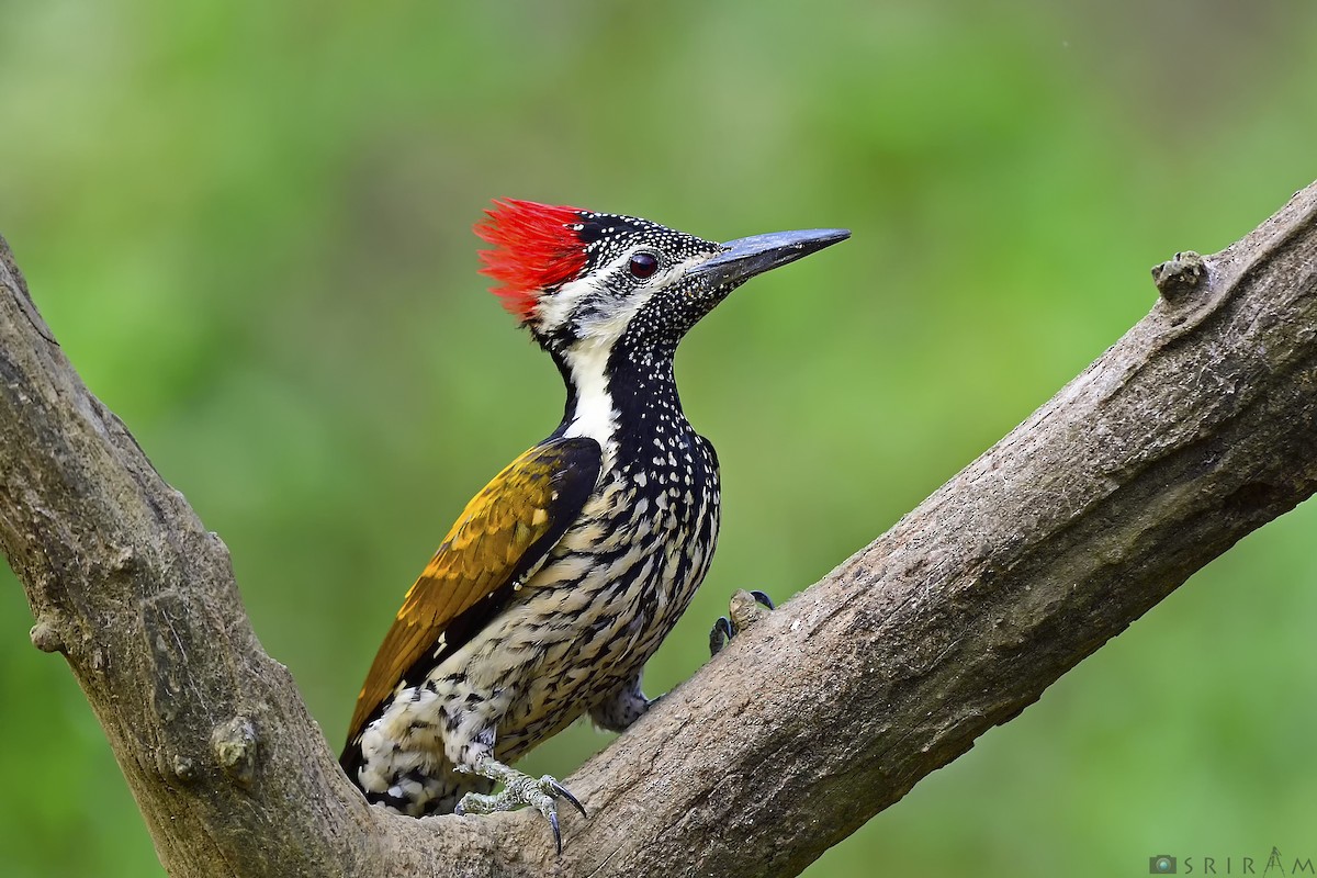 Black-rumped Flameback - Sriram Reddy