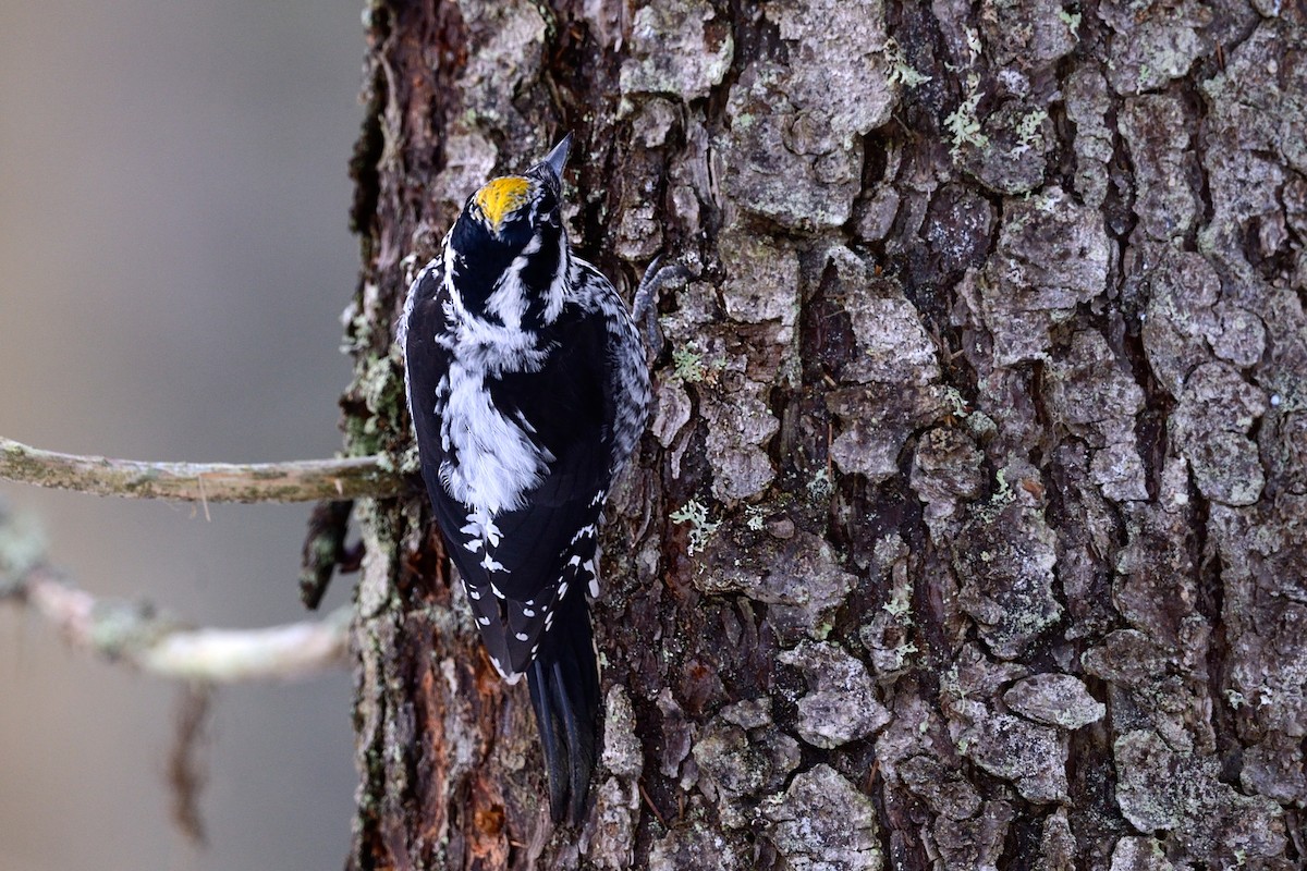 Eurasian Three-toed Woodpecker - ML144004201