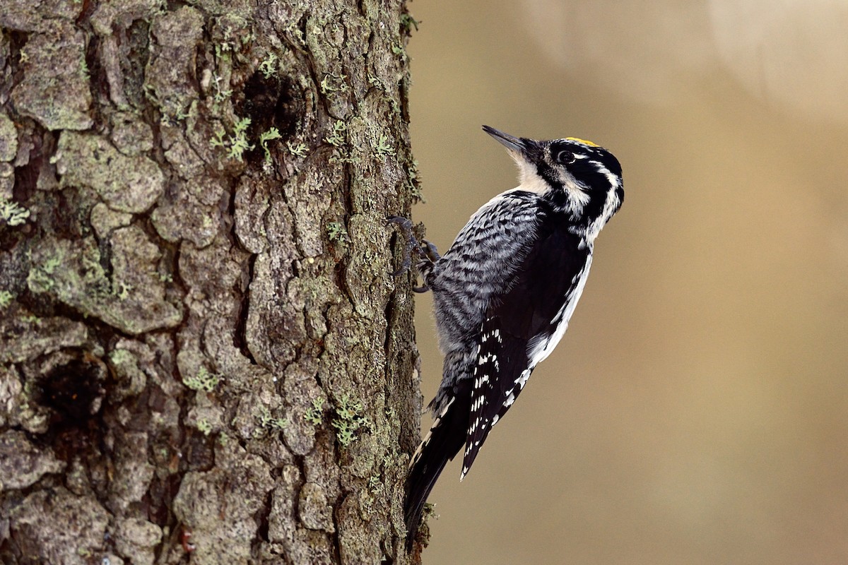 Eurasian Three-toed Woodpecker - Hans Norelius