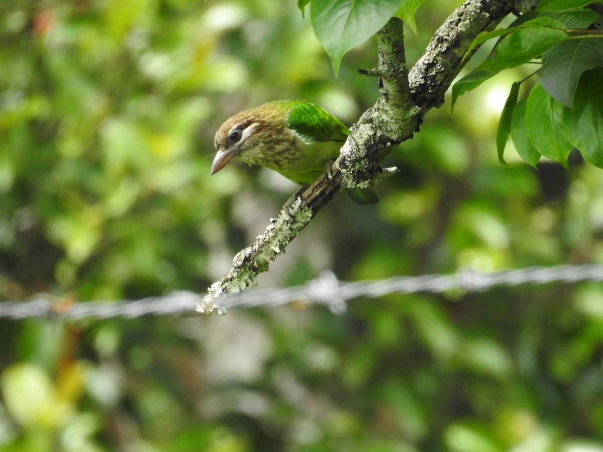 White-cheeked Barbet - Suyash Sawant