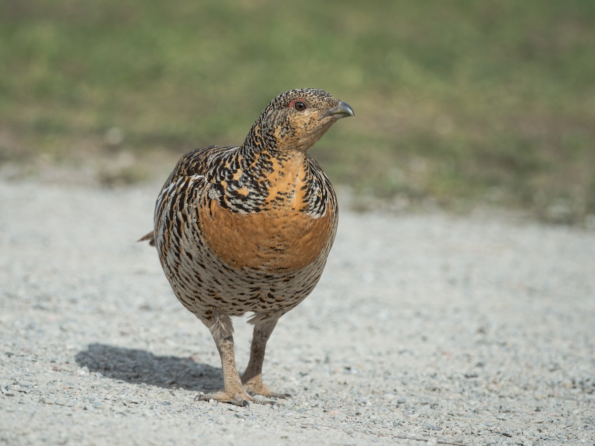 Western Capercaillie - ML144005581