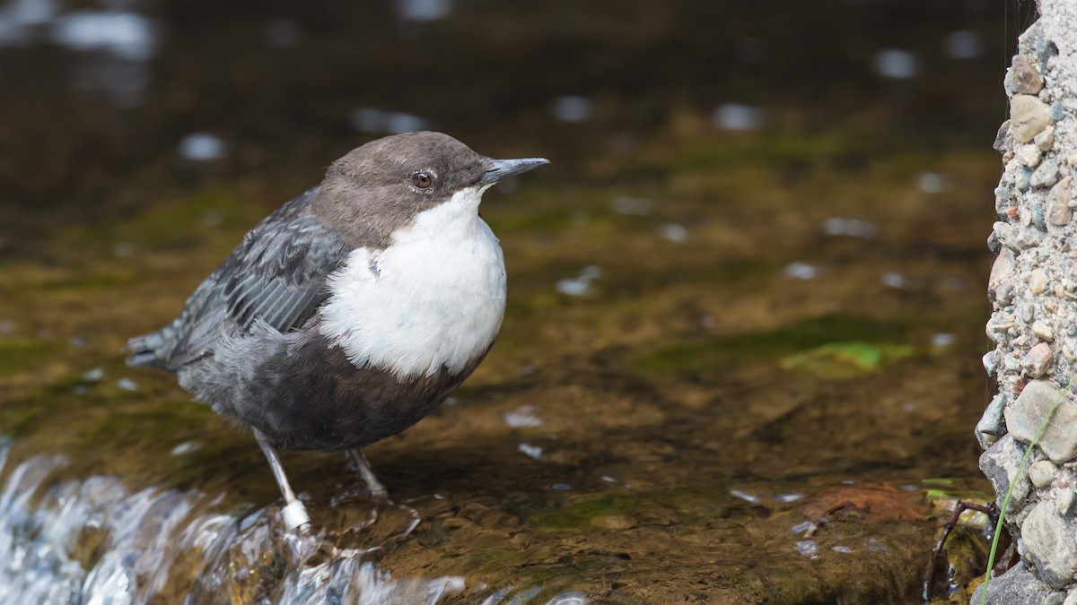 White-throated Dipper - Hans Norelius