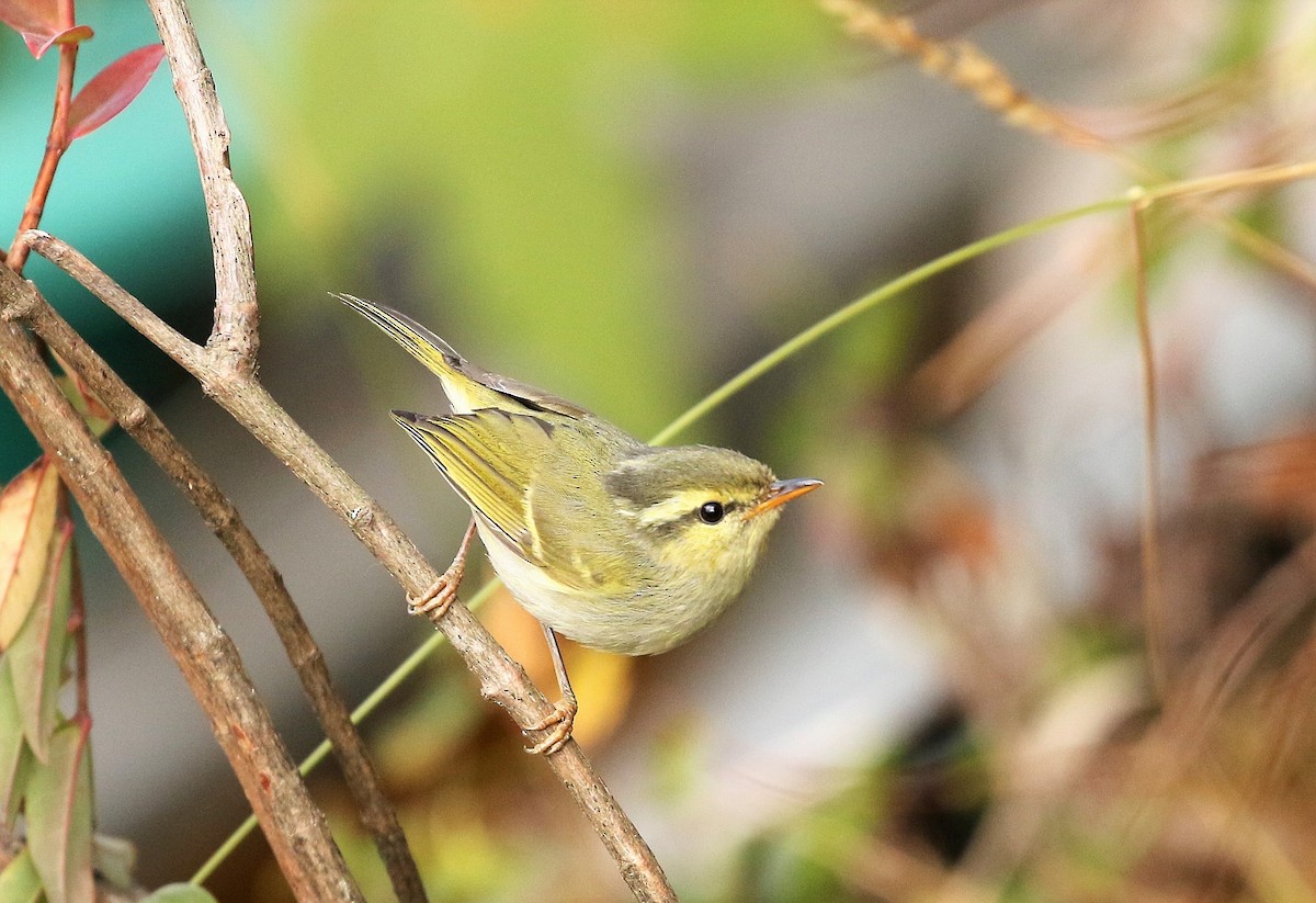 Davison's Leaf Warbler - Carlos Sanchez