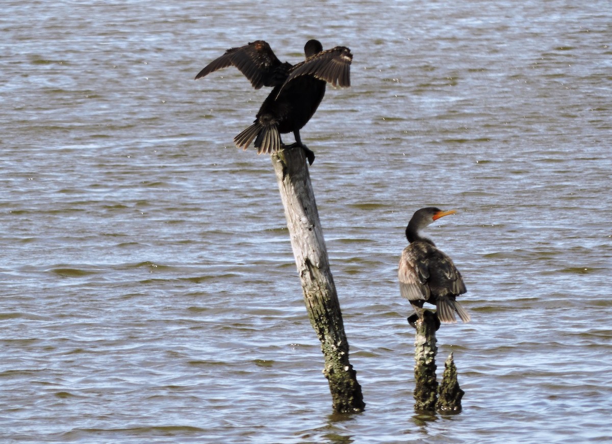 Double-crested Cormorant - Kathy Rhodes