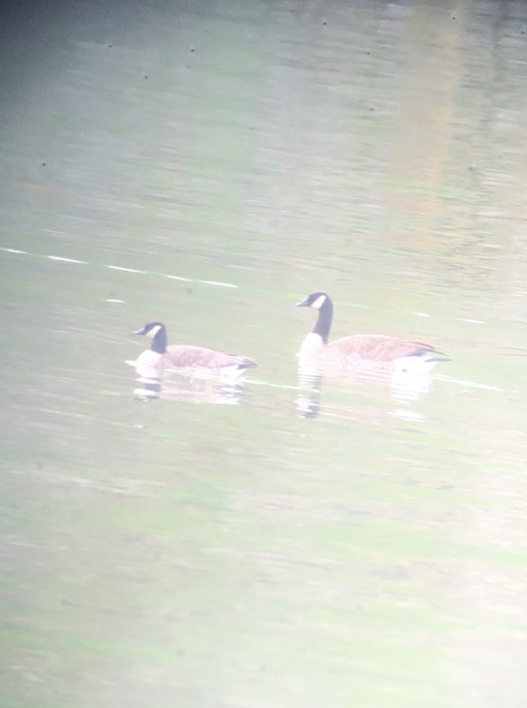 Barnacla Canadiense Grande (grupo canadensis) - ML144010661