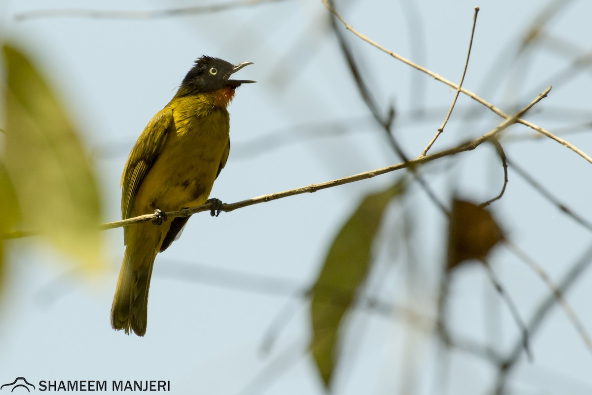 Flame-throated Bulbul - Shameem. A.P