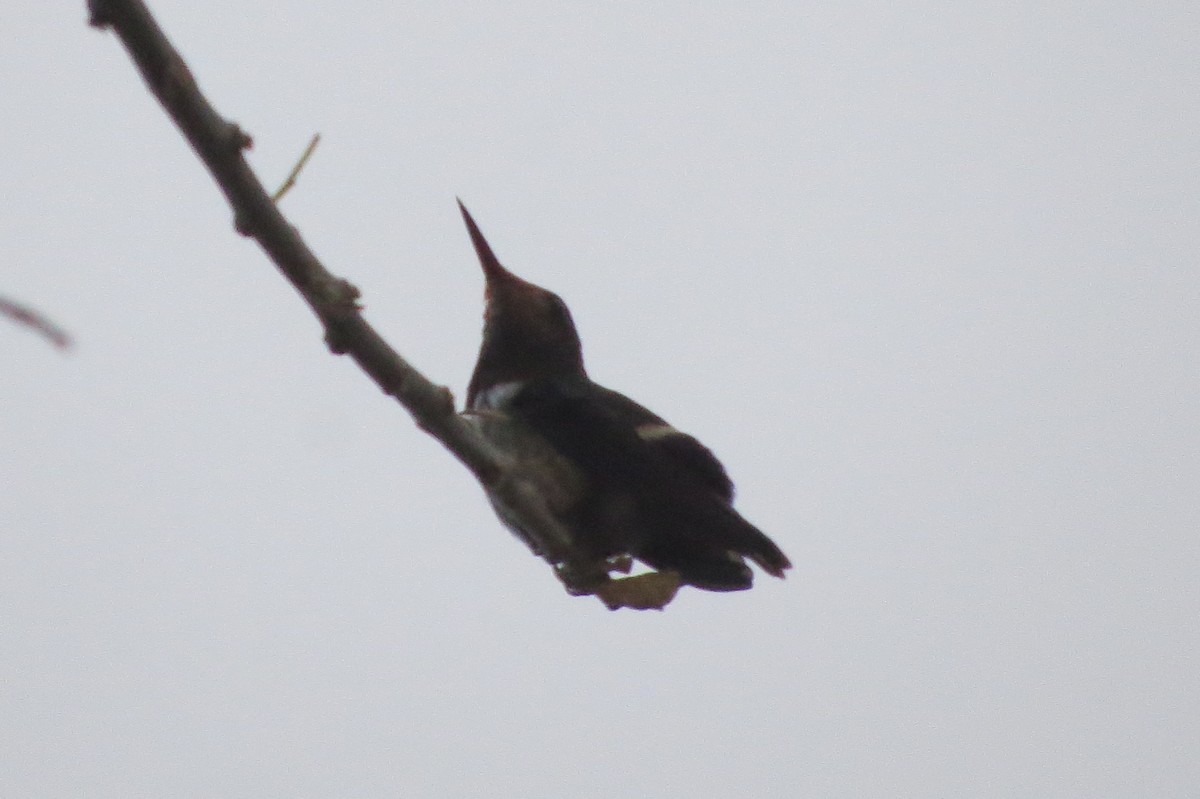 Rufous-crested Coquette - ML144013041