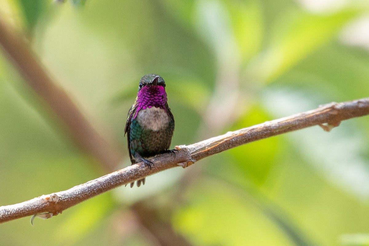 Colibri d'Héliodore - ML144013451