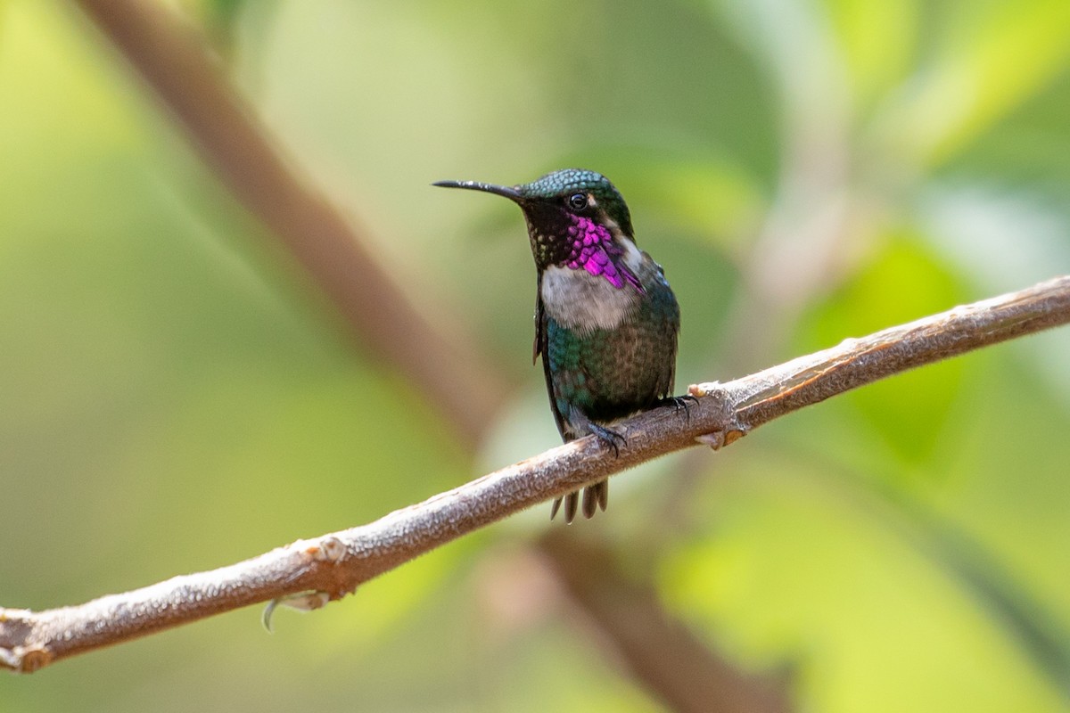 Colibri d'Héliodore - ML144013461