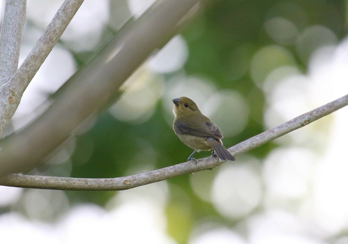 Sooty Grassquit - ML144014401