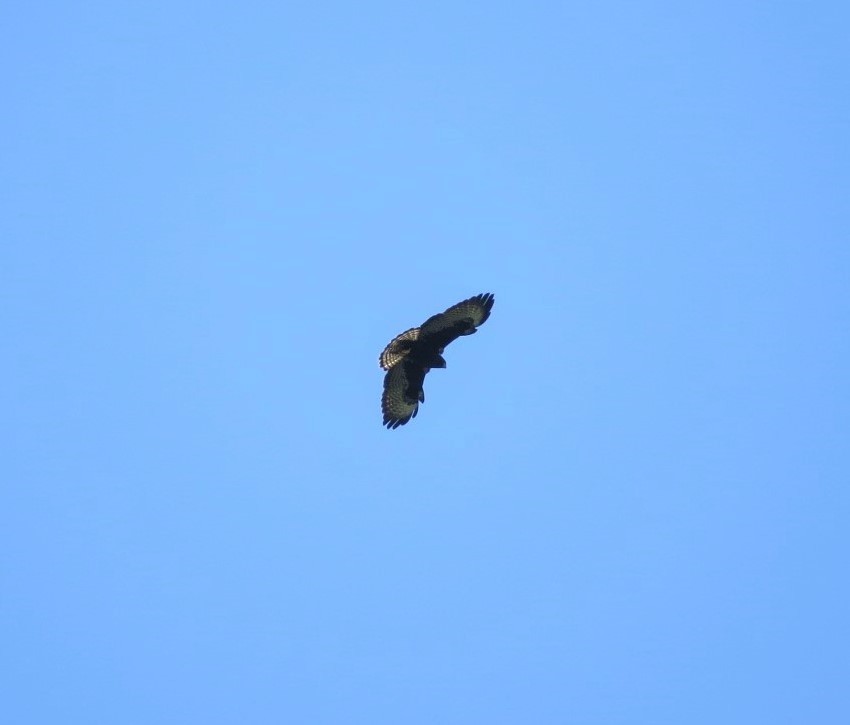 Short-tailed Hawk - ML144015031