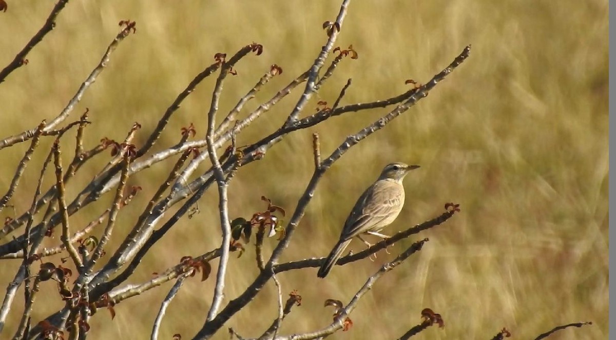 Long-billed Pipit (Burmese) - ML144015311