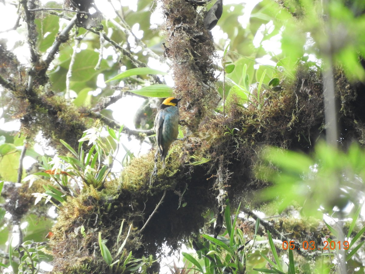 Tangara Coronigualda - ML144015781