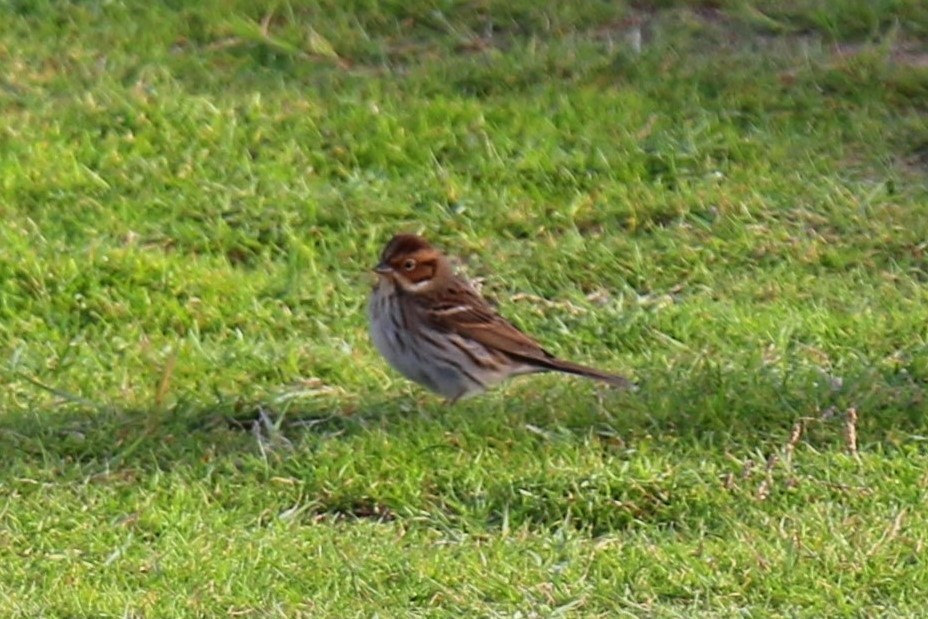 Little Bunting - ML144015961