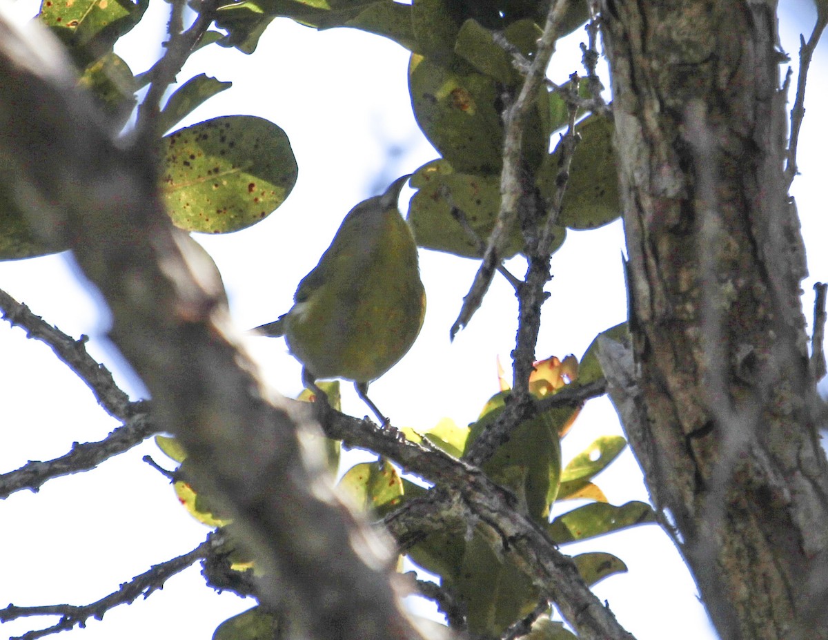 Kauai Amakihi - ML144018011