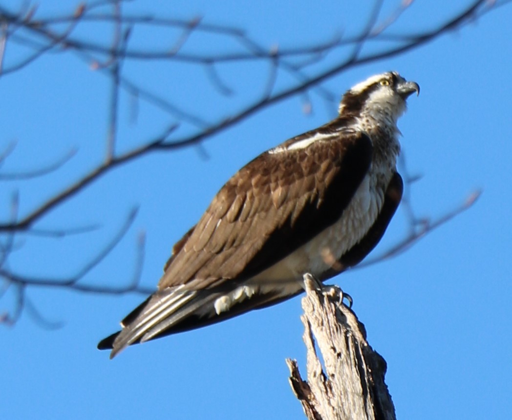 Osprey - ML144018701