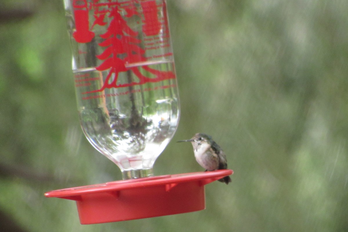 Calliope Hummingbird - ML144019501